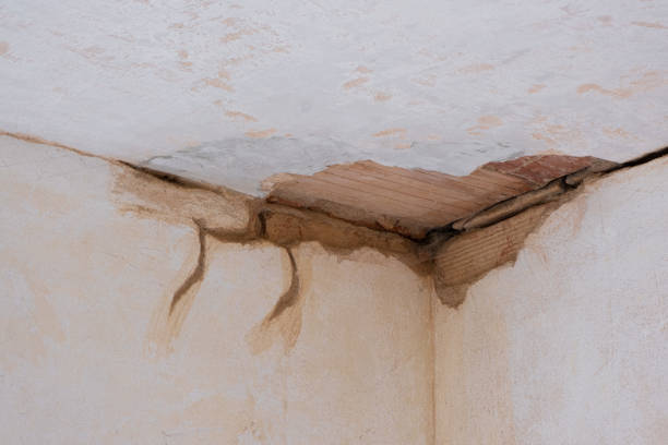 Best Professional water damage repair  in Red Bud, IL