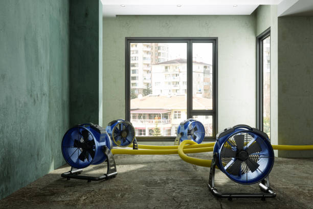 Best Mold removal after water damage  in Red Bud, IL